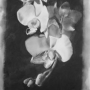 Butterfly III, charcoal on Mylar