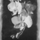 Butterfly III, charcoal on Mylar