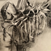 Withering Petals, charcoal and acetone on paper