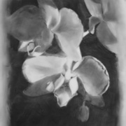 Butterfly Orchid, charcoal on Mylar