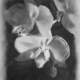 Butterfly Orchid, charcoal on Mylar