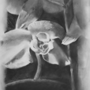 Butterfly I, charcoal on Mylar